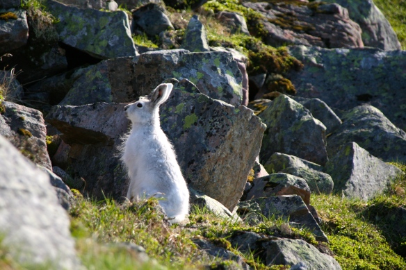 En hare i Sydgrønland.